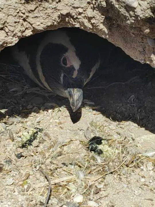 Pinguinos_lugar_del_hecho