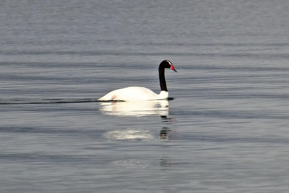 cisne de cuello negro