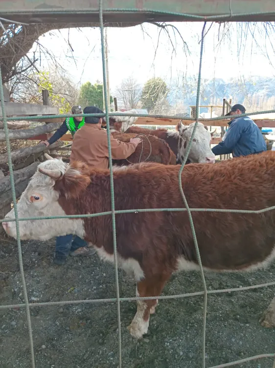 animales secuestrados