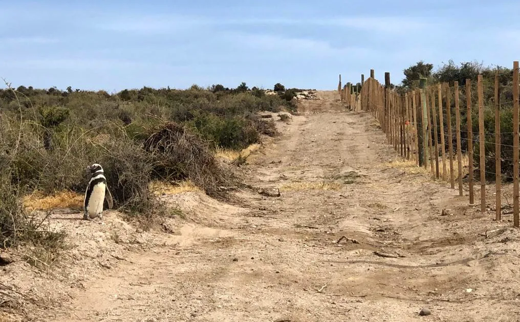 PINGUINOS-1