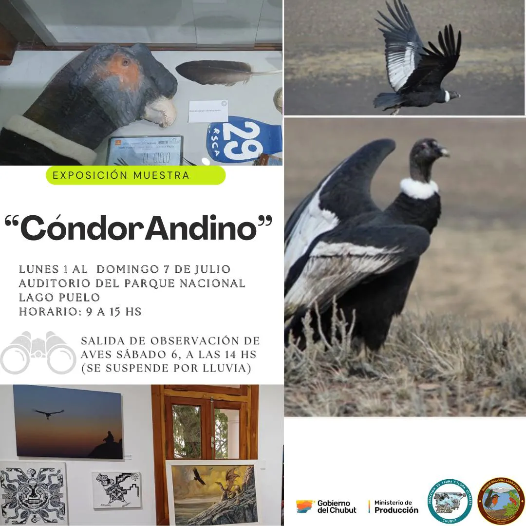 muestra condor