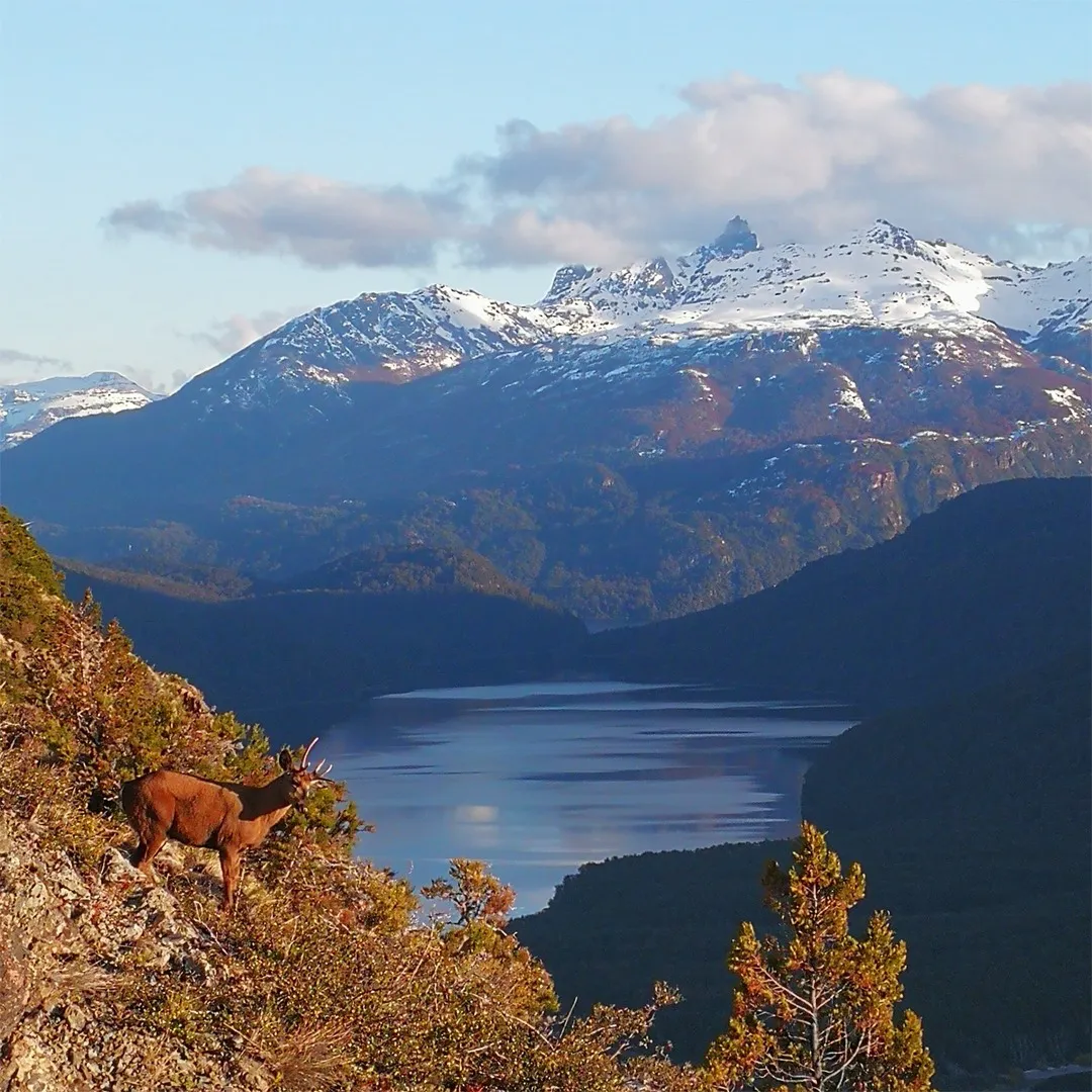 huemul pn los alerces