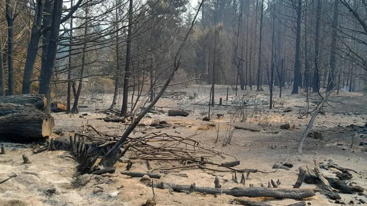incendio anprale 1