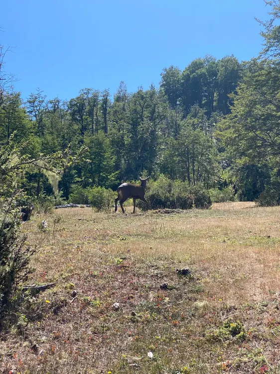 huemul lanin 2