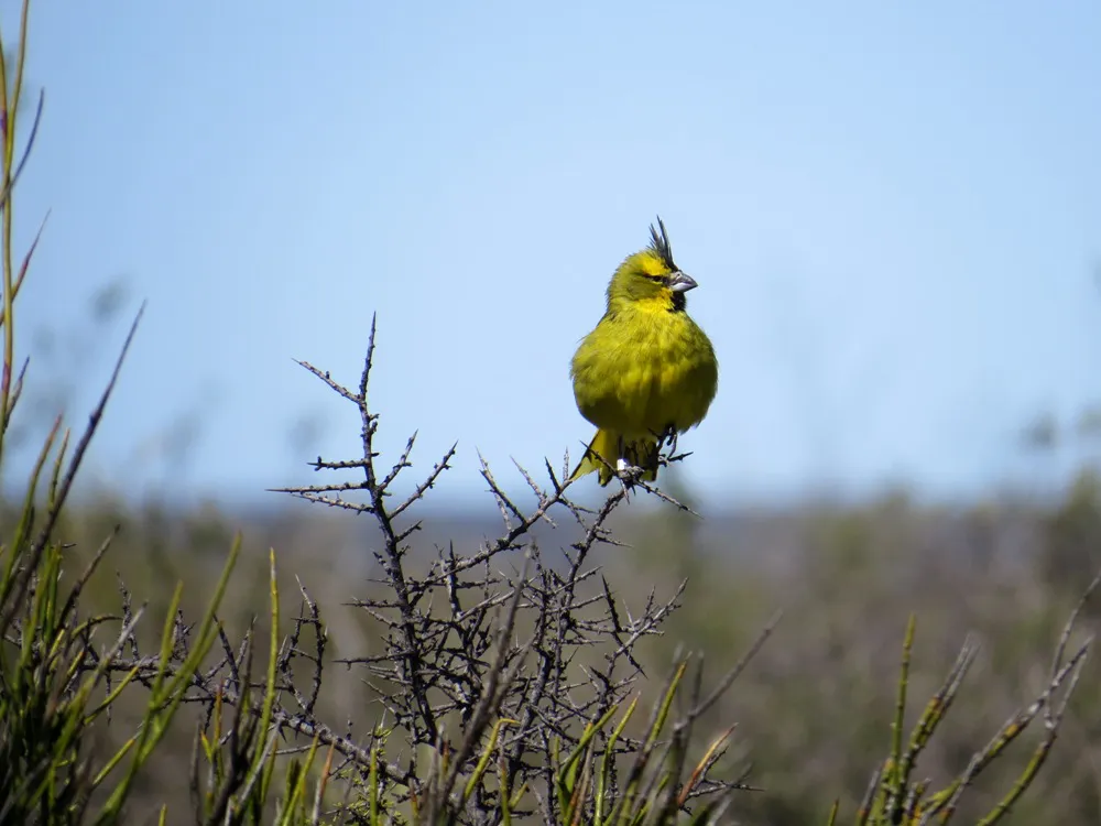 cardenal (1)