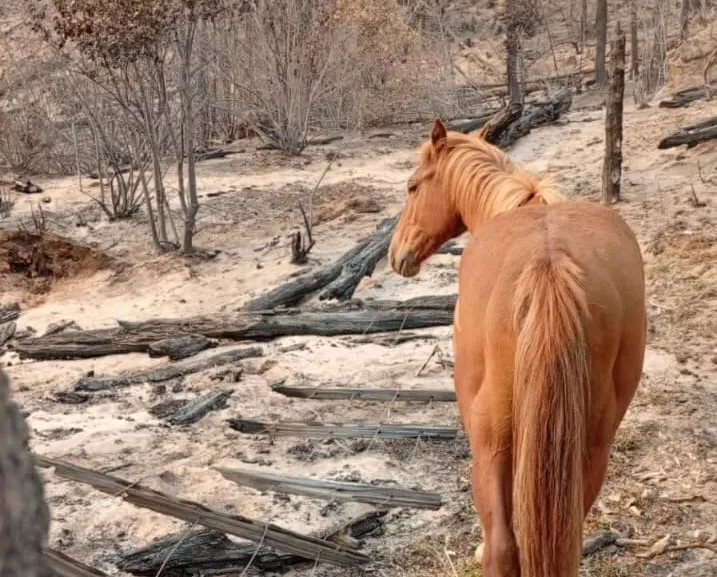 incendio el turbio 36