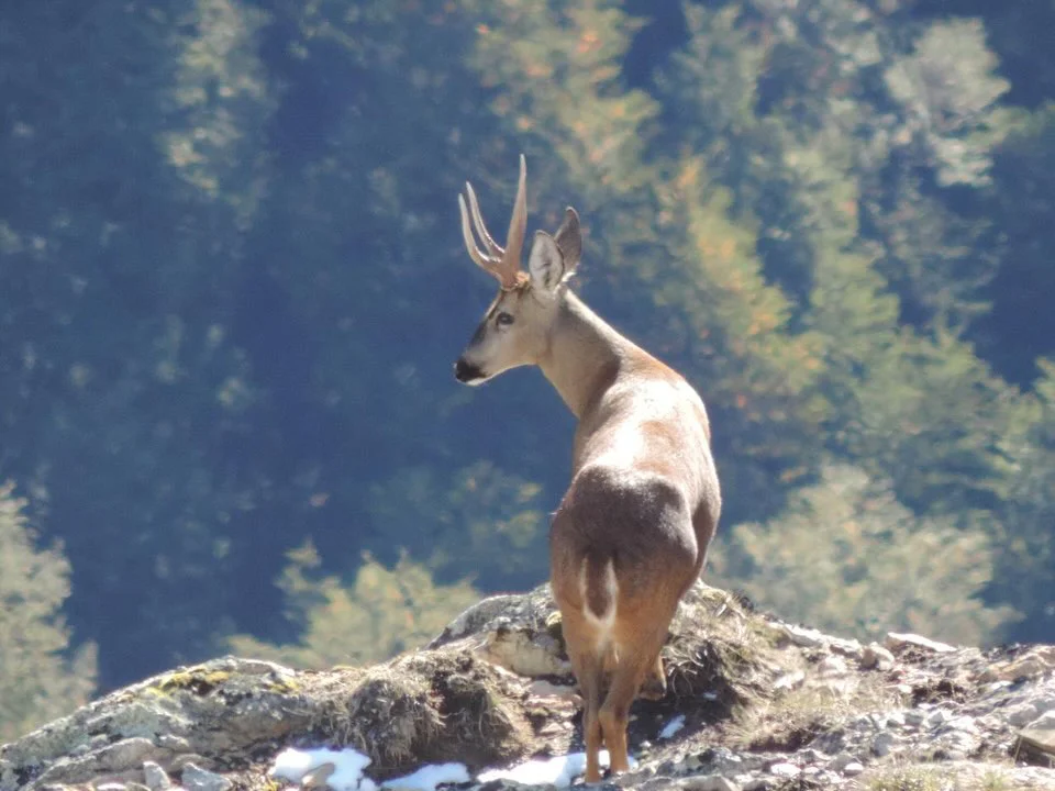 🎉🦌 ¡Llegaron los huemules del Parque Nacional Los Alerces para celebrar el 89° aniversario del