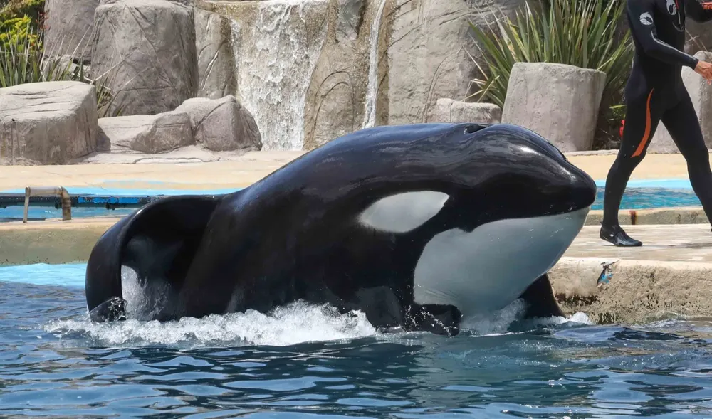 orca