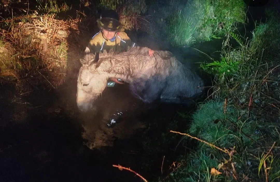 rescate caballo 1