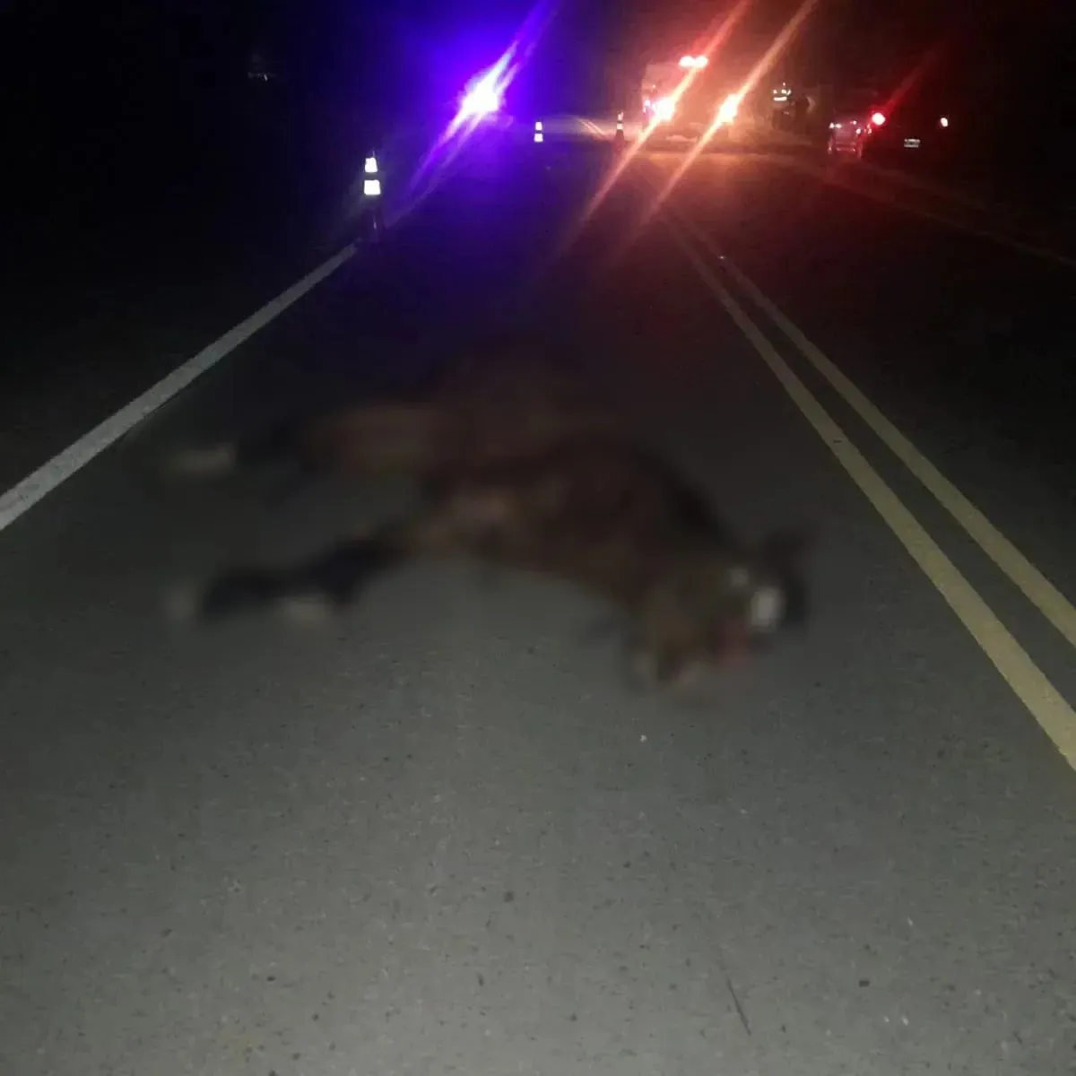 accid caballo mallin