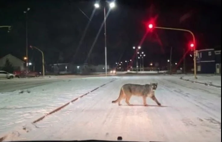 puma-en-Rio-Gallegos
