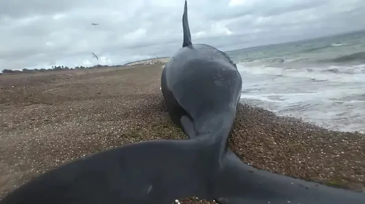 Ballena-franca-austral-en-Playa-Parana