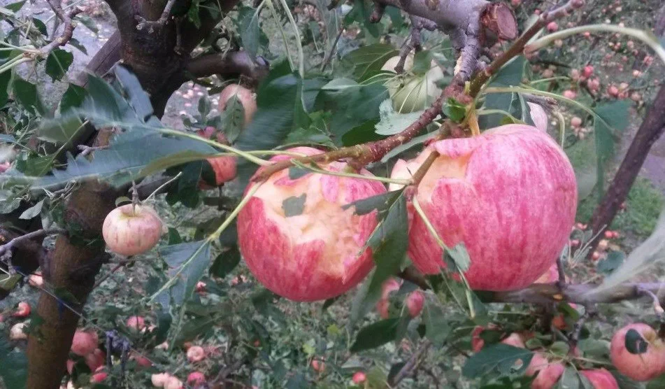 54375A6F68785769534B3176497971626E36416947513D3D