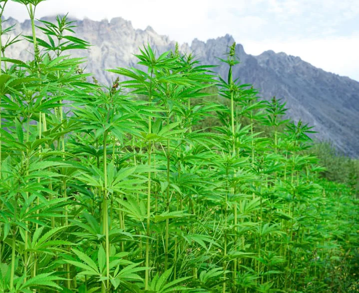 c513780c-efcd-4268-8abd-1a156e9a503b