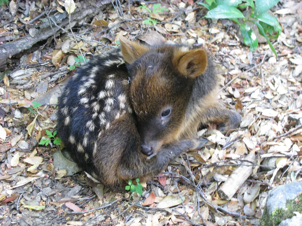 pudu pudu