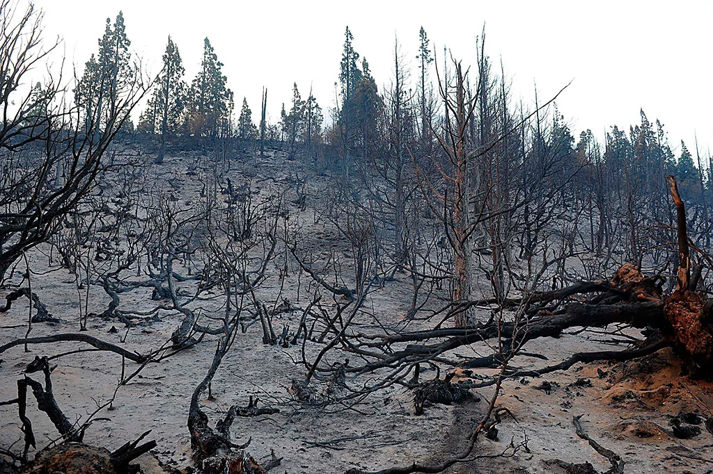 chubut_cholila_incencio_bosques_21