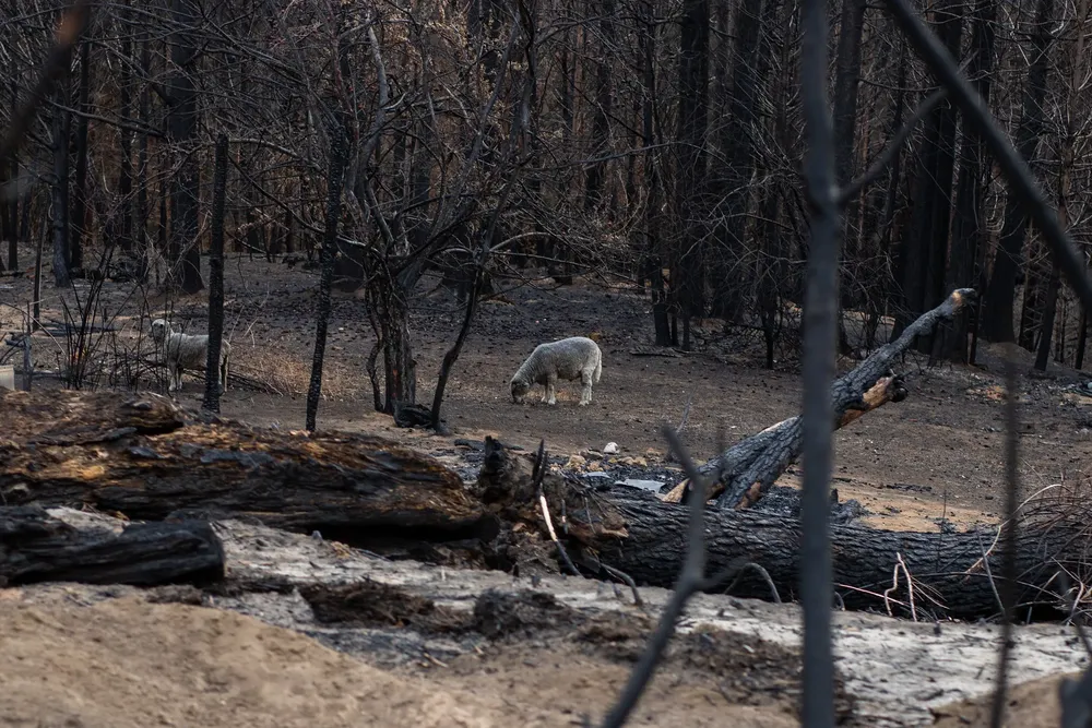 reconstruccion incendio 2