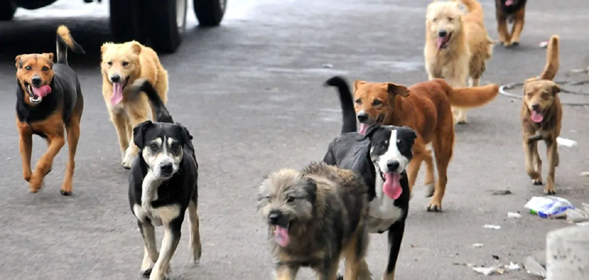 perros 2