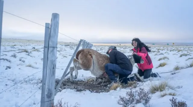 guanaco-alambrado