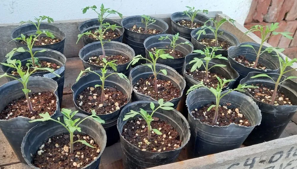 plantines-de-tomate