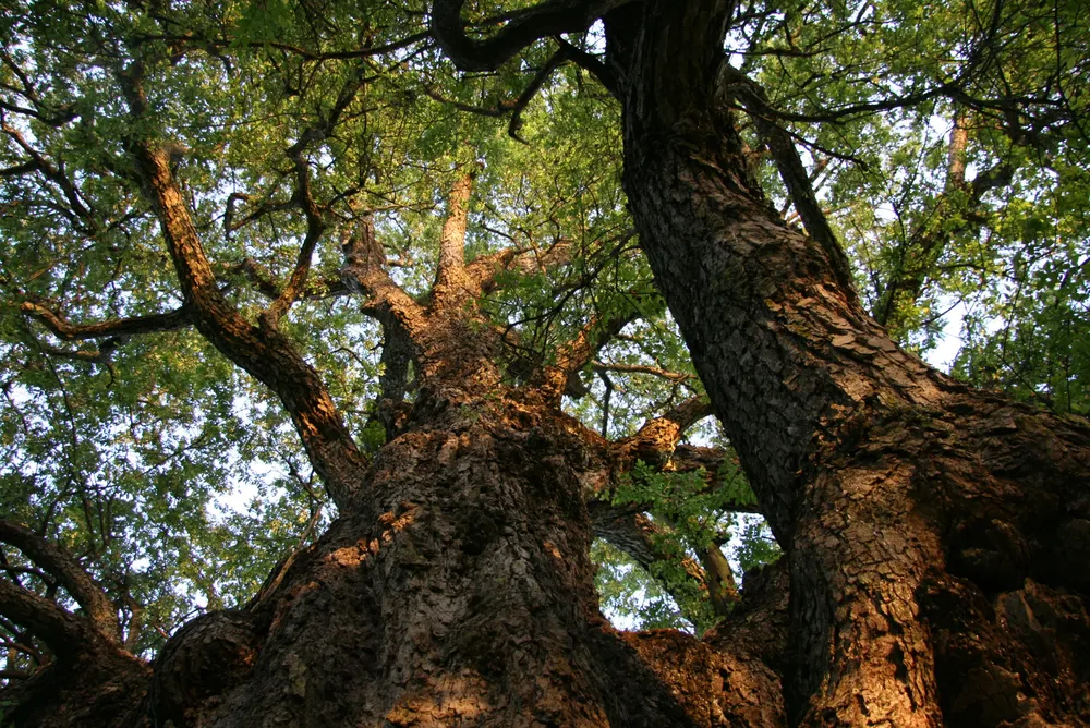 Roble_(Nothofagus_obliqua)