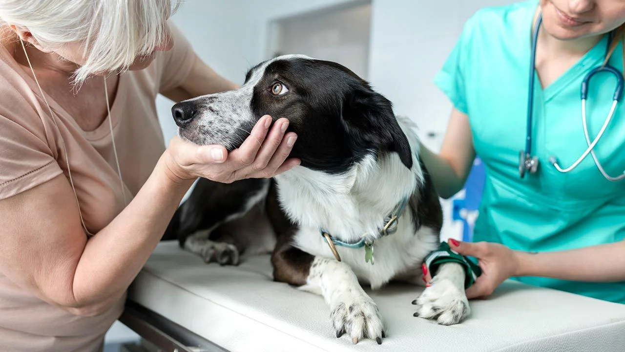 veterinario 2