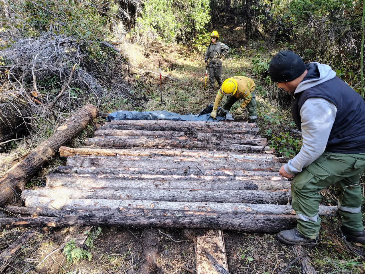 splif los repollos 2