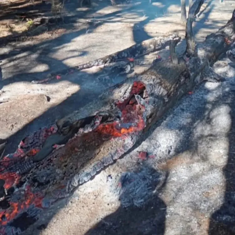 incendio los alerces 1