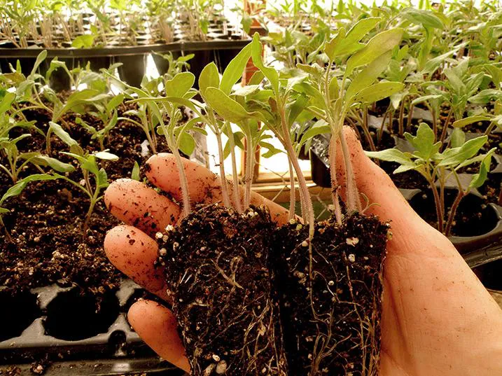 plantines huerta