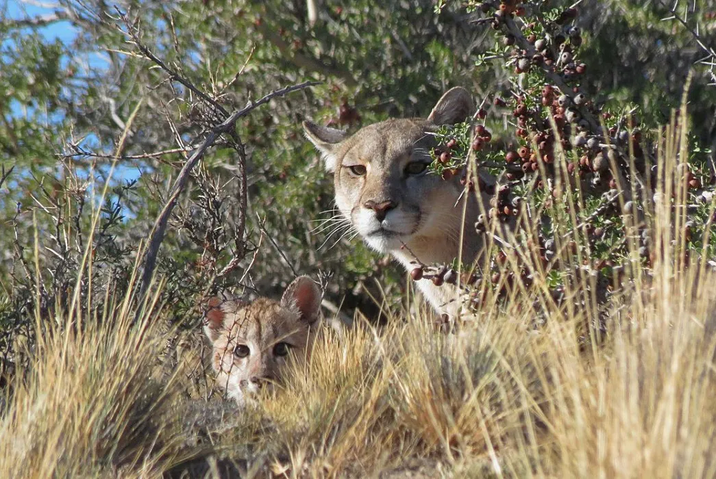 Pumas