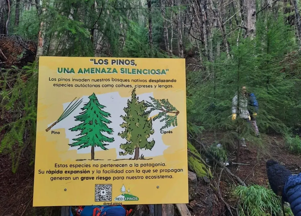 pinos 1 1