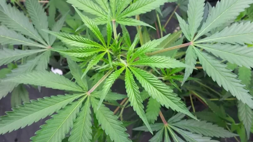cannabis