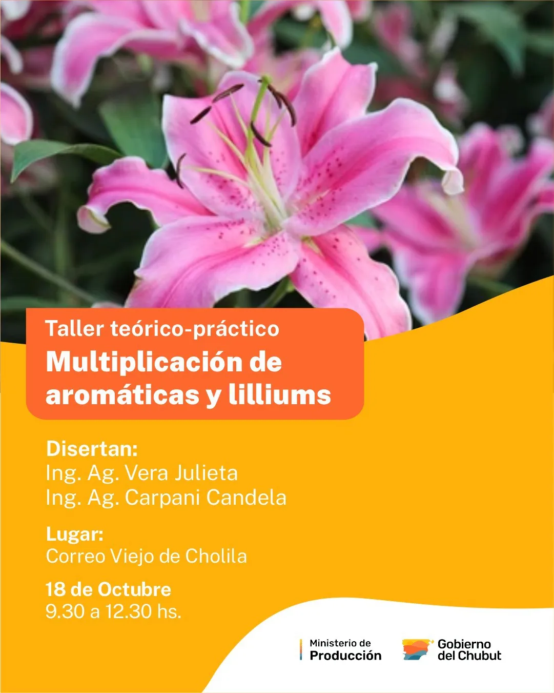 taller lilum
