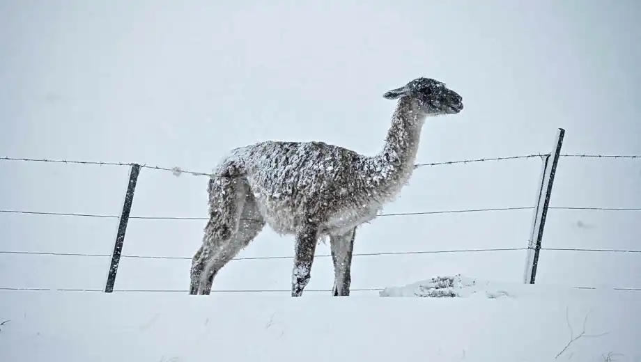 guanacos-alambrados-campos-6