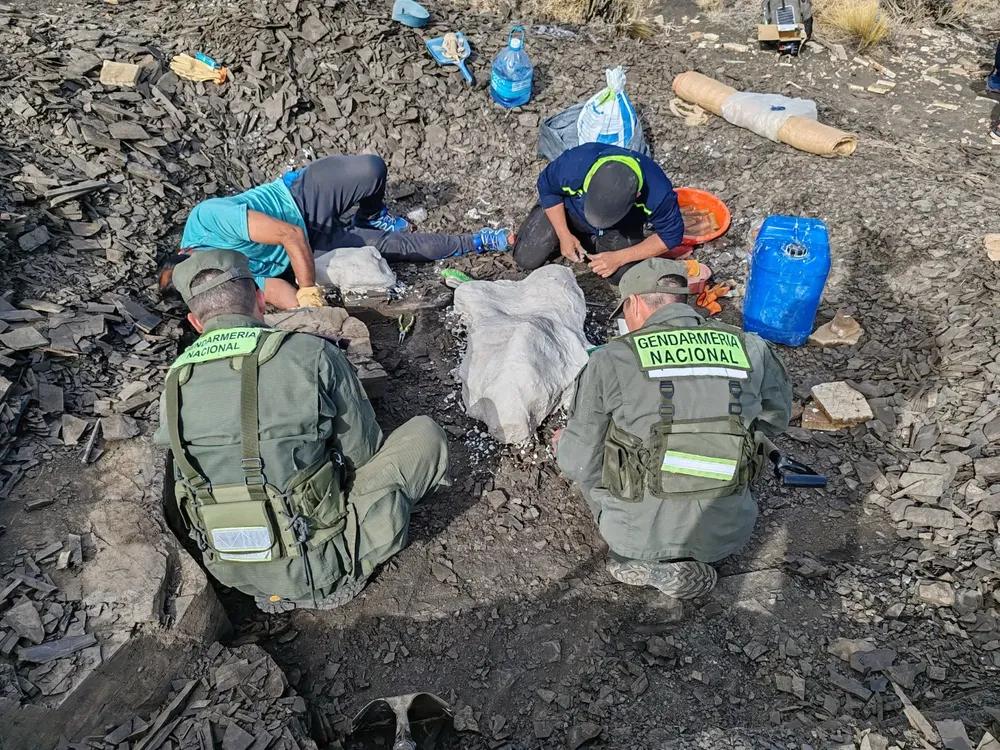 procedimiento_neuquen_-_restos_fosiles_de_un_reptil_marino_2