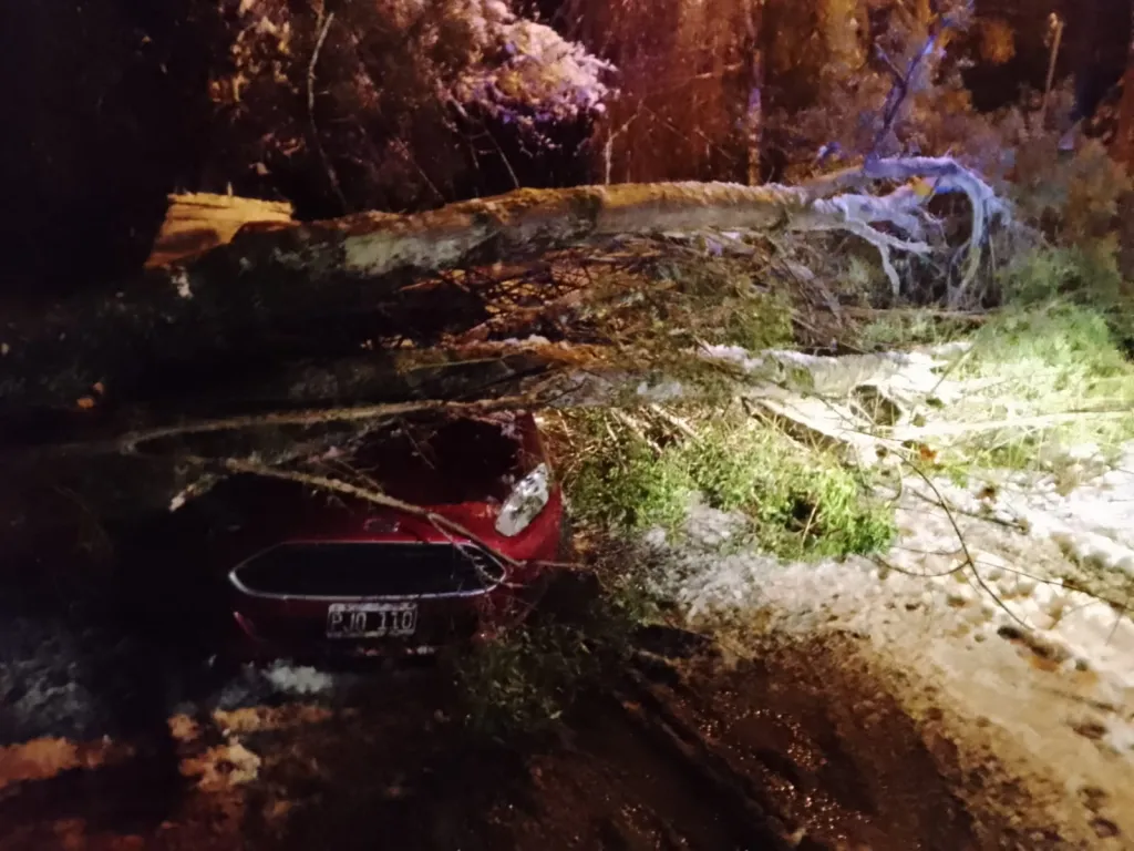 arbol caido auto