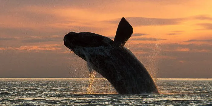 ballena franca