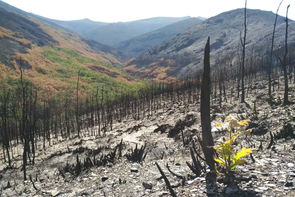 file-20250820-56-h8f6e2