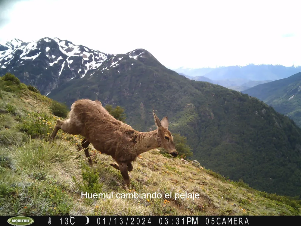 huemul 2