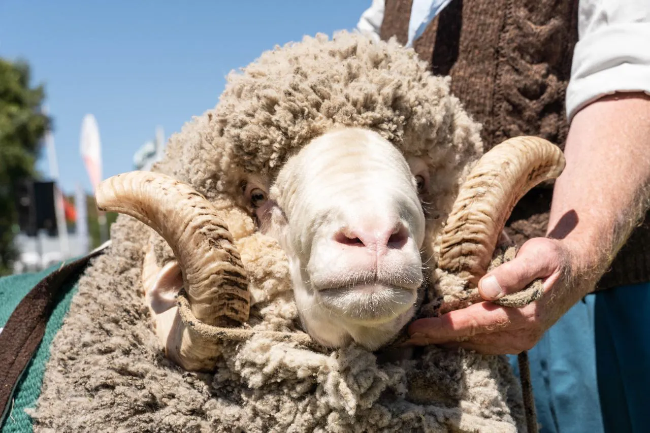 WhatsApp Image 2026-02-03 at 10.10.48 (1)