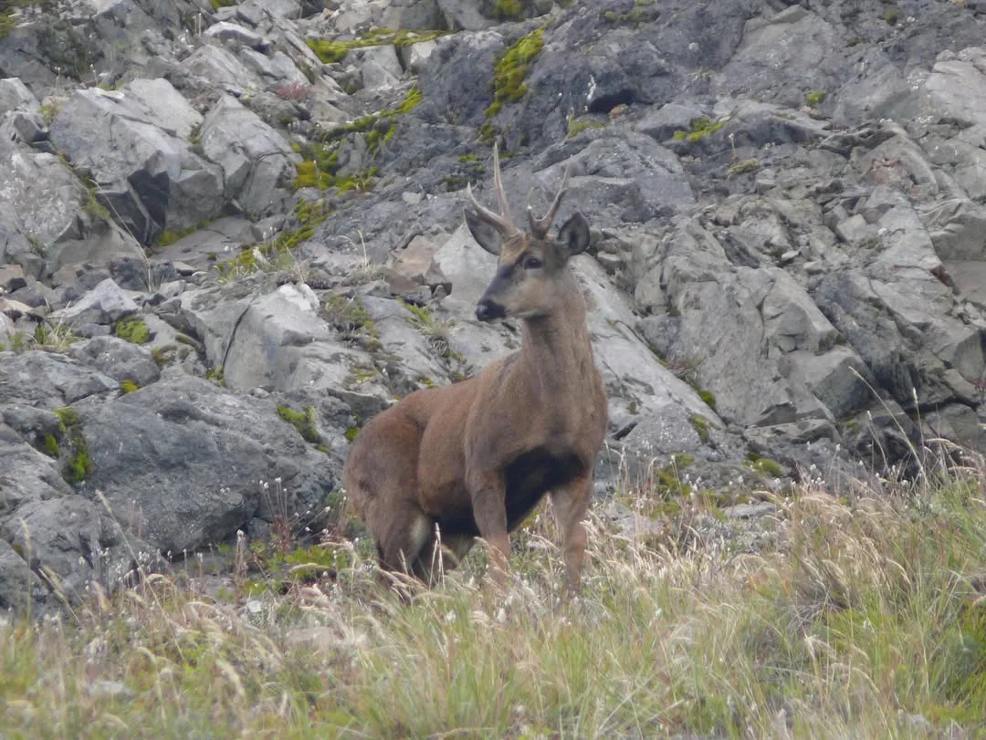 🎉🦌 ¡Llegaron los huemules del Parque Nacional Los Alerces para celebrar el 89° aniversario del (1)